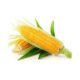 Organic Sweet Corn